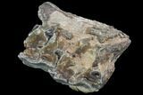 Hyracodon (Running Rhino) Jaw Section - South Dakota #99559-1